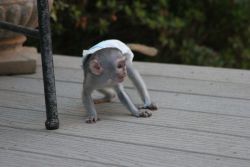 Trained Marmoset & Capuchin Monkeys for sale