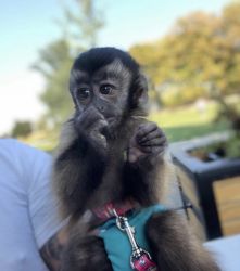Capuchin Monkey For Sale