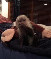 Get a fabulous baby capuchin monkey now