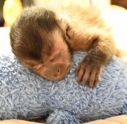 Re-home a loving baby monkey ASAP