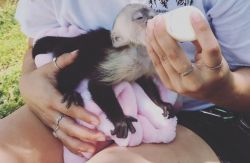 Get a fascinating Baby Capuchin Monkey ASAP