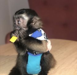 Adorable Capuchin Monkeys Available.