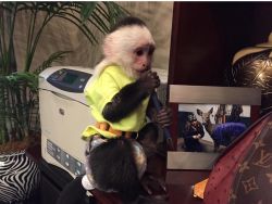 Spontaneous Capuchin Monkeys ready for re-homing