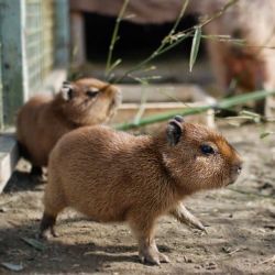 Beautiful Male and Female Capybara