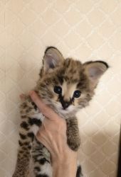 serval baby girls and boys