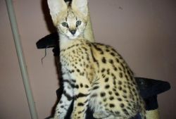 serval and caracal kittens available