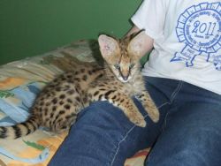 Adorable Serval kittens available
