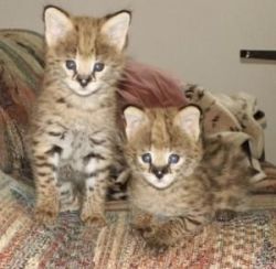 Beautiful Serval Kittens for sale