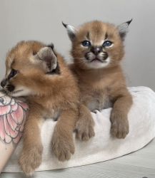 I got cut litters of caracat kittens for sale