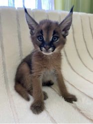 Cheap Caracat kitten for sale