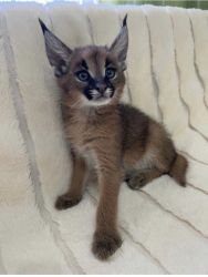 Caracat kitten for sale