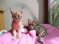 Exceptional Caracat kittens for adoption