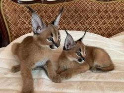 Caracals for pet-loving homes
