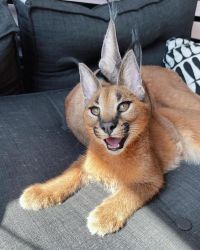Beautiful and Charming gift. Male and female Caracal cats for sale now