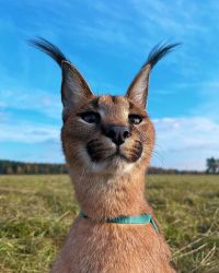A Caracal cat could be the perfect choice for you
