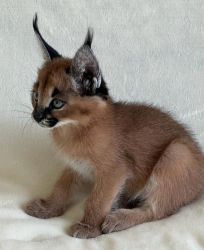 Exotic young few weeks old caracal kittens for sale