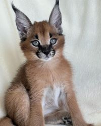 Caracal kittens and africa serval kitten available for sale