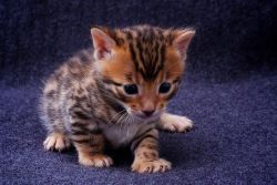 Beautiful Kittens for Adoption