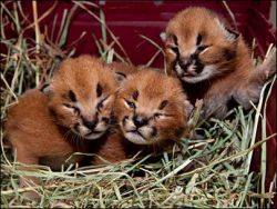 Caracal kitten,Africa serval kitten,Ocelot kitten