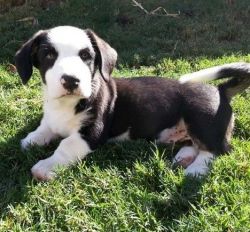 Tri-color Male and female Cardigan Welsh Corgi puppies