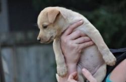 Carolina Dog Puppy for Sale Ready Now