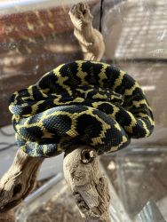 Male jungle Carpet Python