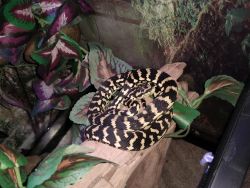 Juvenile Jungle Carpet Python