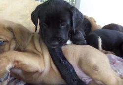 Tootsie Wootsy Catahoula Bulldog Puppies For Sale