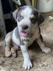 Full Blooded Catahoula Cur puppies