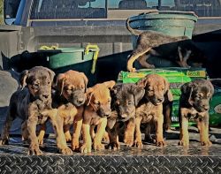 Ranch Puppies - Shepherd/Catahoula