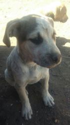 Catahoula Puppies to good home