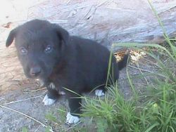 Pure Breed Catahoula Cur Puppies