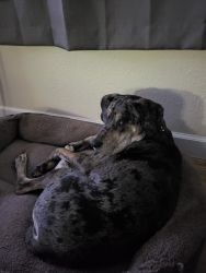 1 year old NAC catahoula leopard dog for sale.