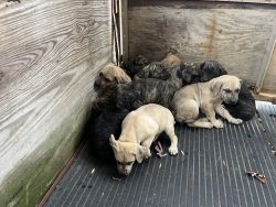 Catahoula Leopard Puppies for sale