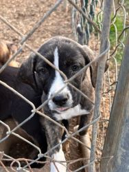 Catahoula Puppies for Sale