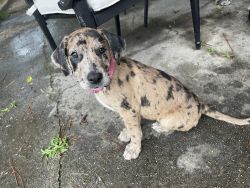 Female Catahoula’s looking for Home