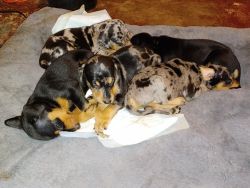 Mixed catahoula leopard dogs for sale.