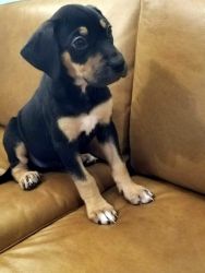 Catahoula puppy needs a forever home