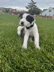 Male Catahoula Leopard Puppy for Sale!