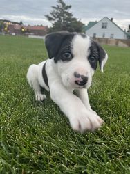 Catahoula Leopard Dog Puppy for SALE