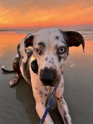 4 year old catahoula leopard dog (full blood)