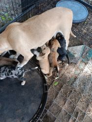 I have 5 puppies for sale