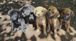 Catahoula Leopard and Mountain Cur Puppies