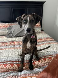 7 month old AKC female Leopard Catahoula