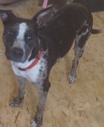 Catahoula leopard 9 months for sale