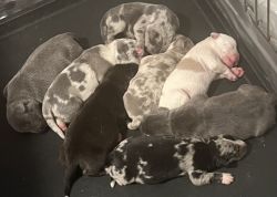 Catahoula puppies looking for their new family!!