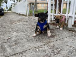3 BEAUTIFUL STUNNING PUPPIES AVAILABLE FOR PURCHASE
