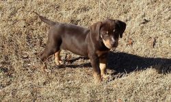 Catahoula Leopard Dog Puppies for Sale