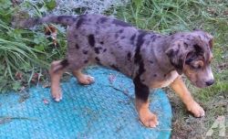 AKC Registered Catahoula Leopard Puppies for sale