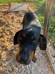 Catahoula Leopard dog for sale